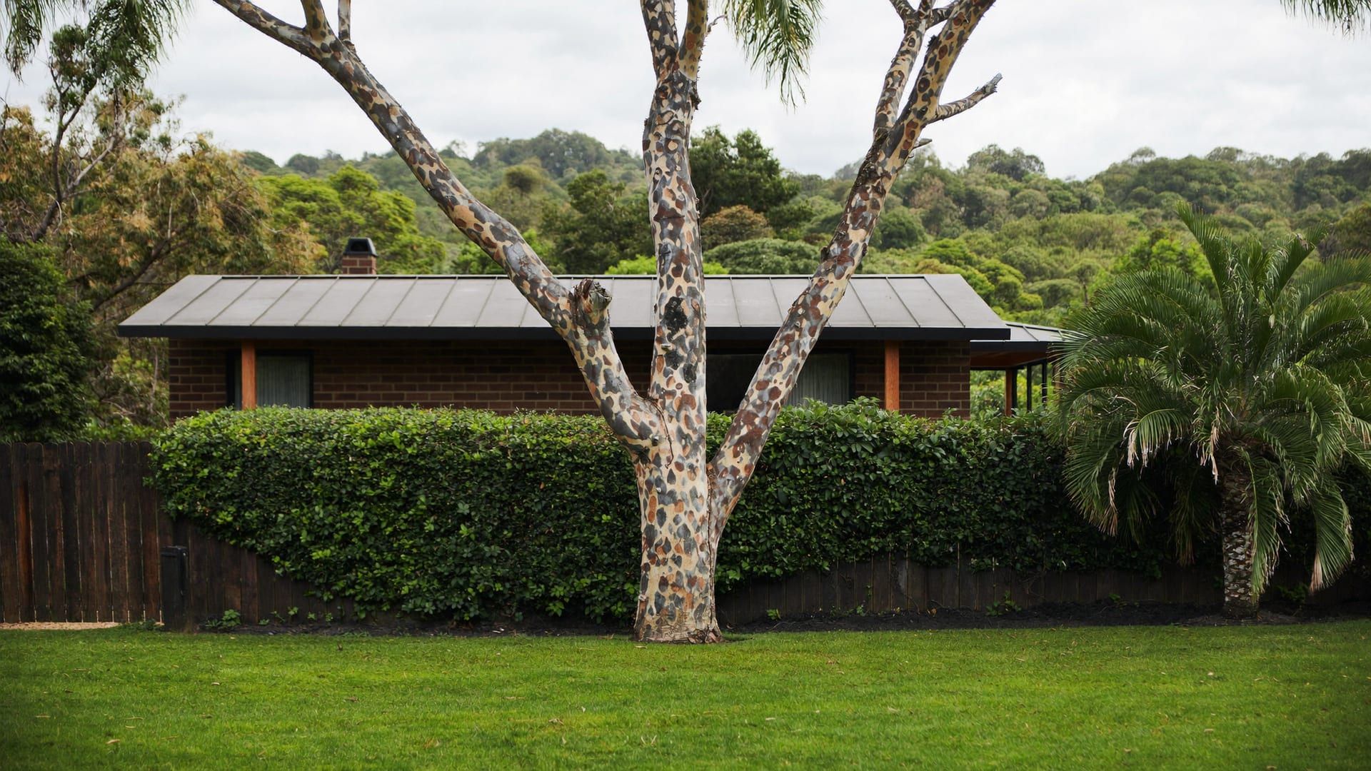A large mature gum tree over the back yard of a lowset Gold Coast house